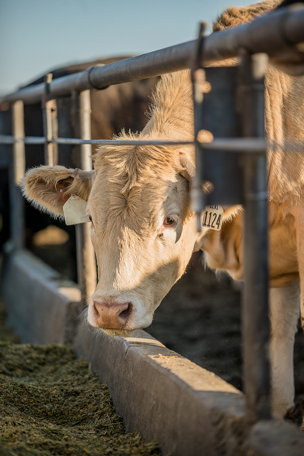 Beef Northwest Feeders McFarland Productions